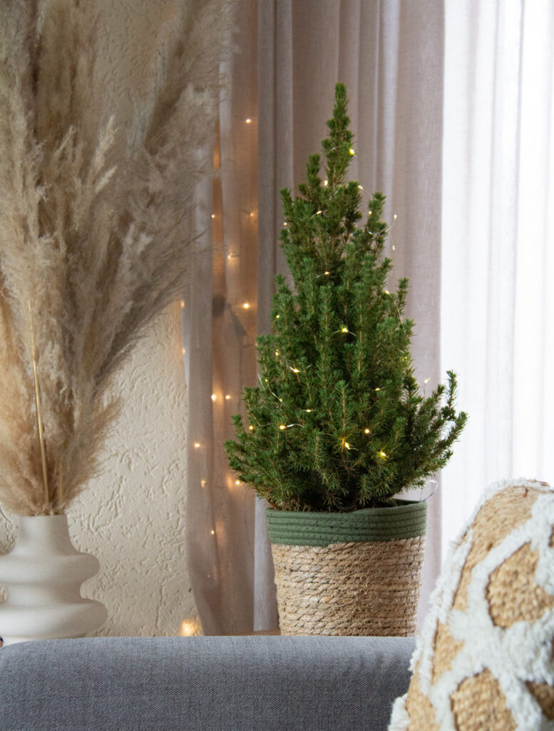 Kleine kerstboom verzorgingstips
